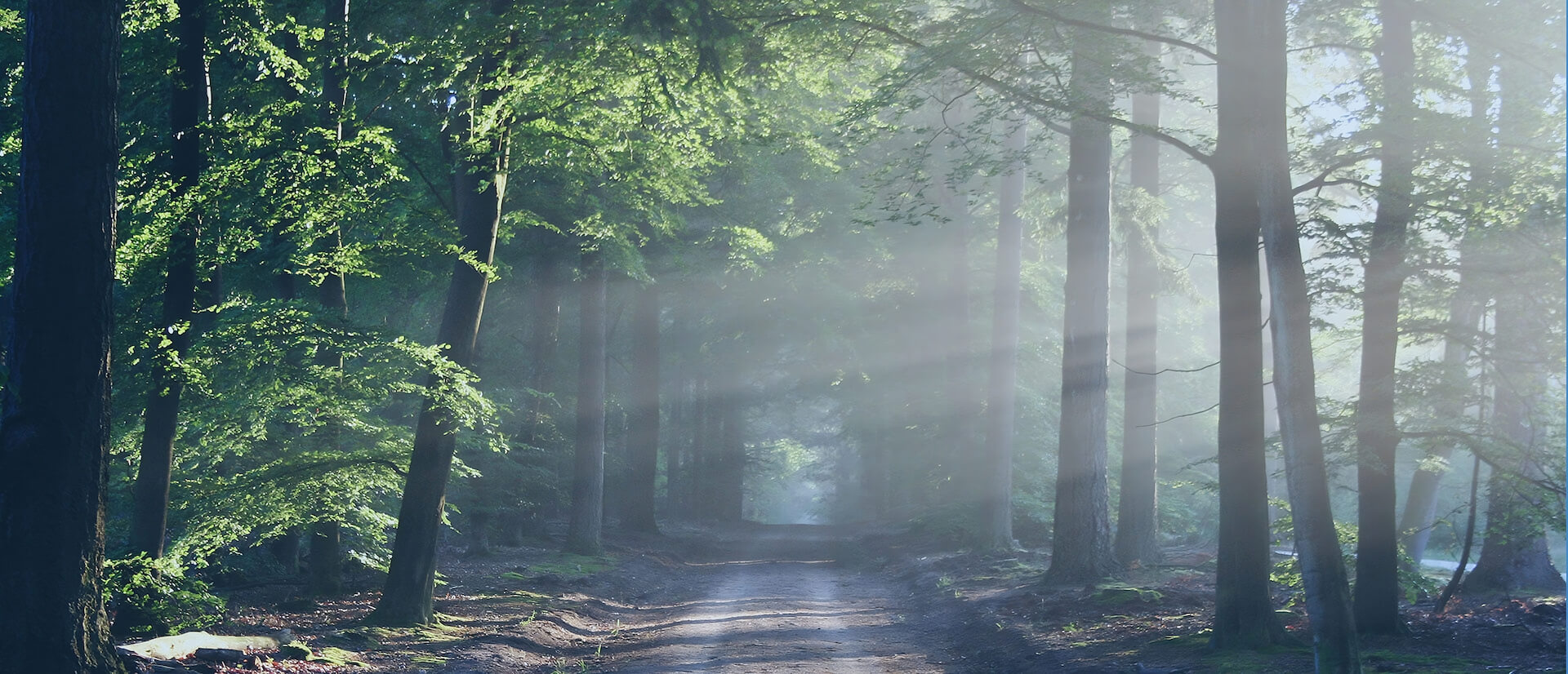 A dirt road through a forest with sun rays shining through the trees.